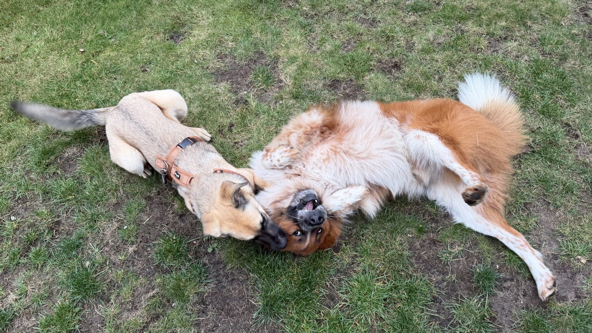 Freunde Nala Q
