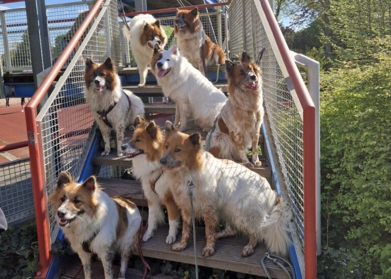 Hundefamilie Q