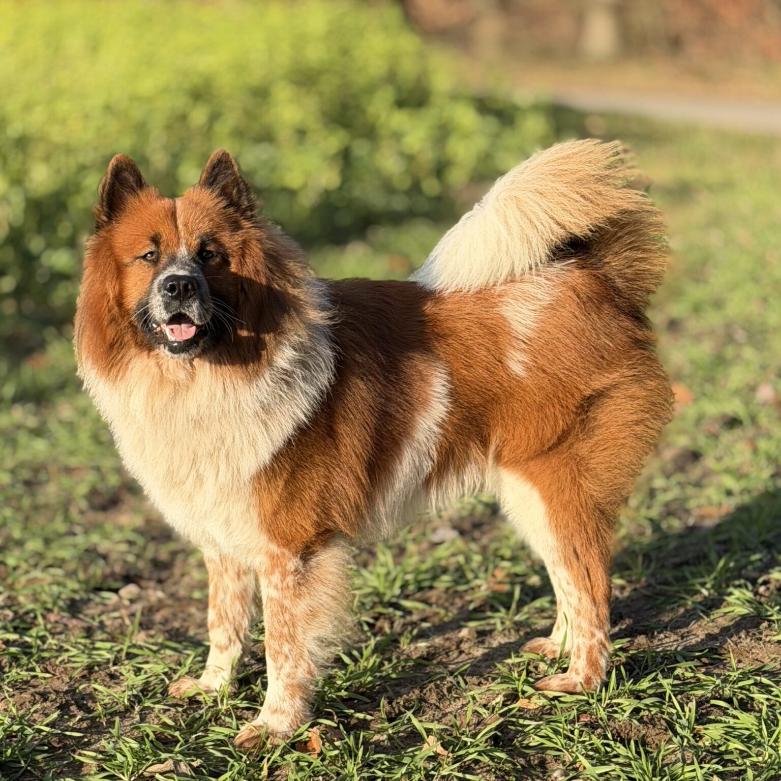Aramis von der Blumenwiese (Amico)