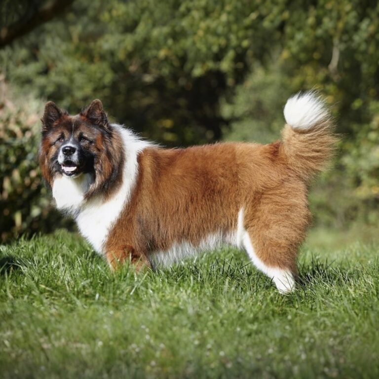 Bacardi von der Alperheide (TJ)